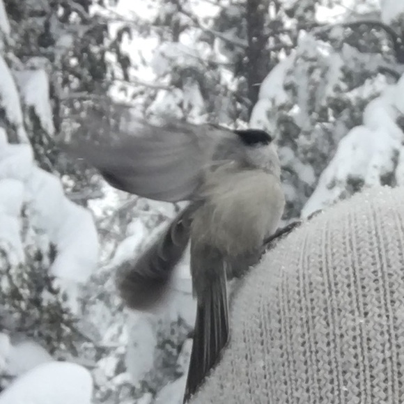 Meet your Posher, Sasha - Picture 1 of 1